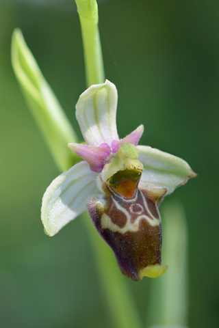 Ophrys apulica x conradiae