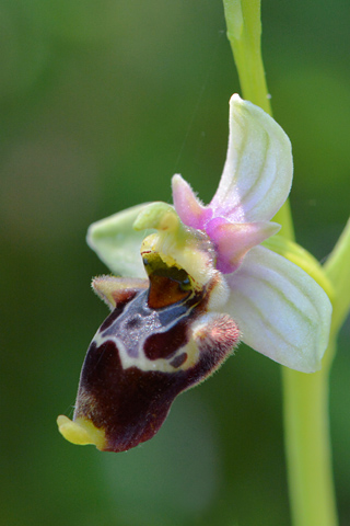 Ophrys apulica x conradiae