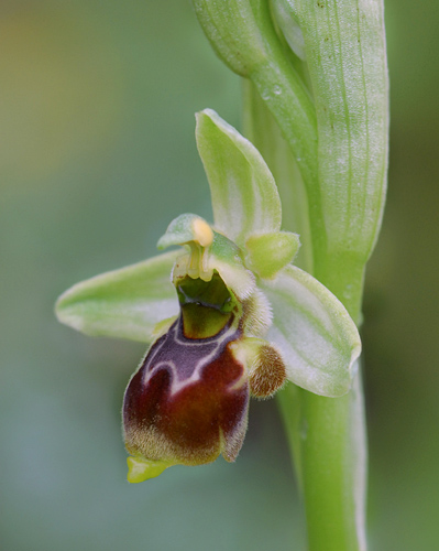 Ophrys conradiae