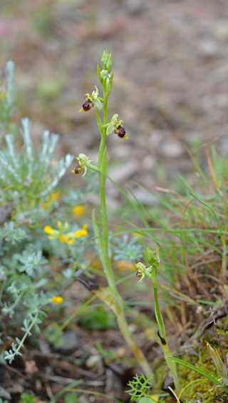 Ophrys conradiae