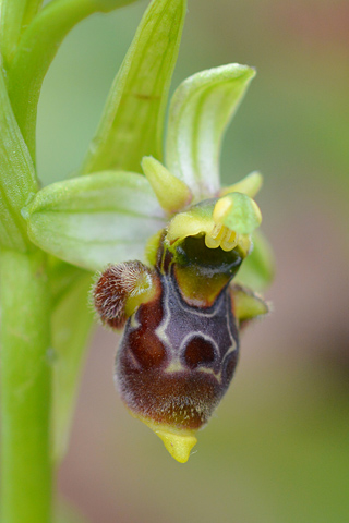 Ophrys conradiae