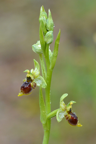 Ophrys conradiae