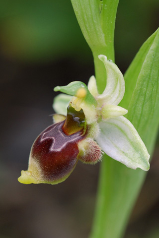 Ophrys conradiae