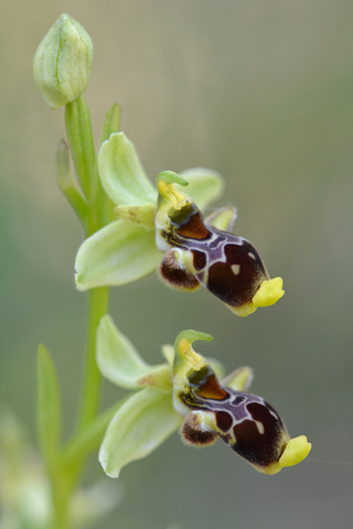 Ophrys conradiae