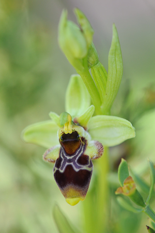 Ophrys conradiae