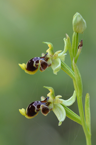 Ophrys conradiae