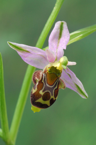 Ophrys apifera x corbariensis