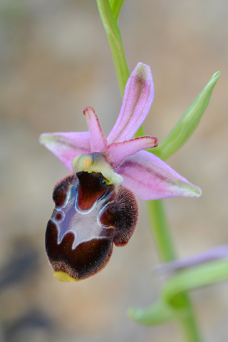 Ophrys corbariensis x magniflora