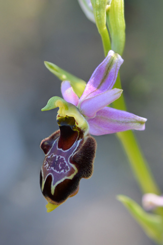 Ophrys corbariensis x magniflora
