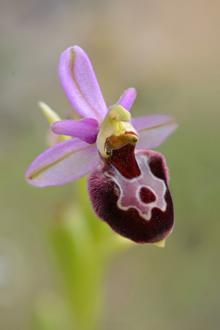 Ophrys corbariensis x magniflora