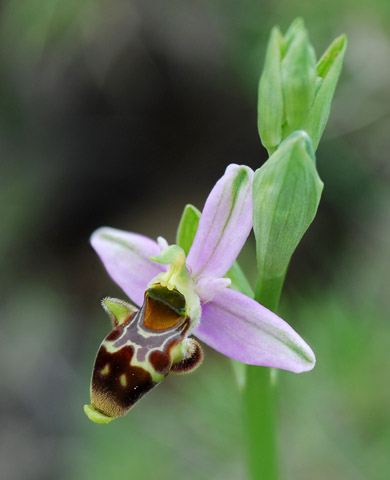 Ophrys corbariensis