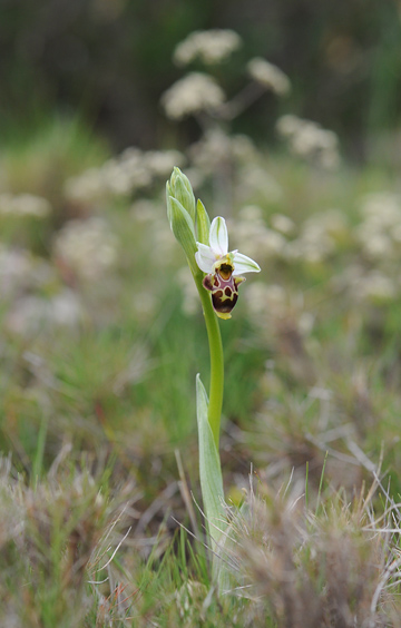 Ophrys corbariensis