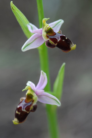 Ophrys corbariensis