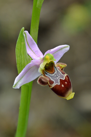 Ophrys corbariensis