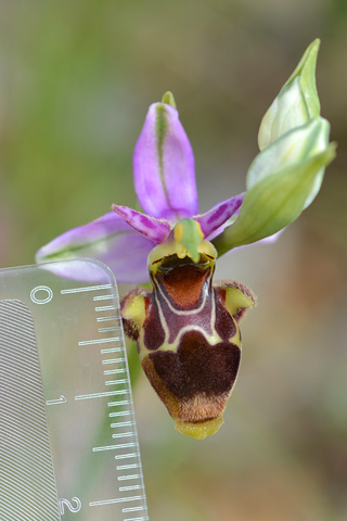 Ophrys corbariensis