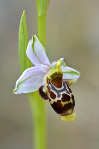 Ophrys corbariensis