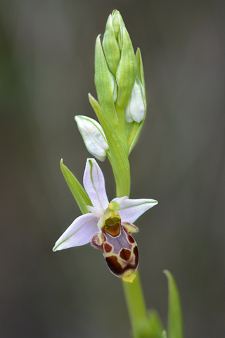 Ophrys corbariensis