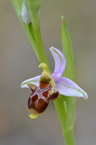 Ophrys corbariensis