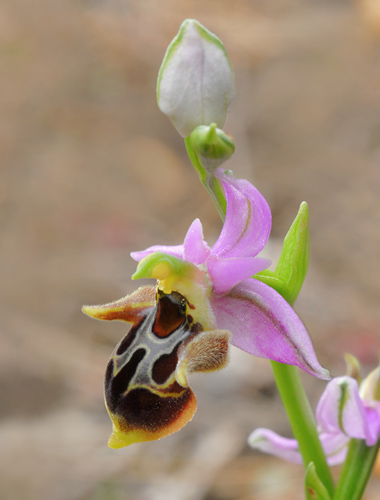 Ophrys cornutula