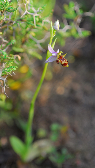 Ophrys candica