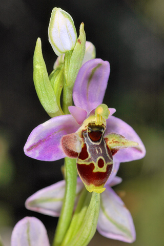 Ophrys candica