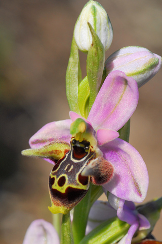 Ophrys candica