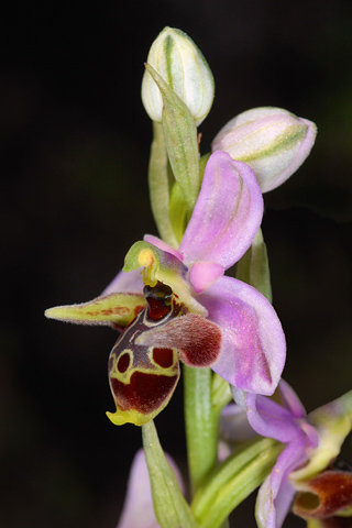 Ophrys candica