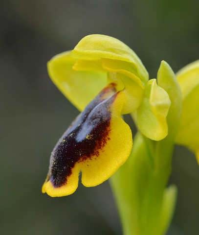 Ophrys corsica