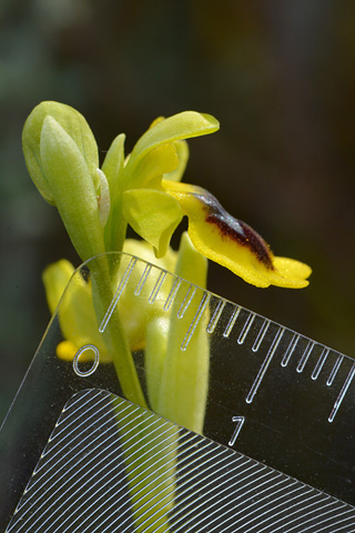 Ophrys corsica