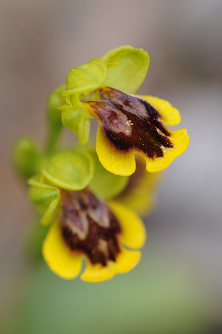 Ophrys corsica