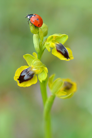 Ophrys corsica