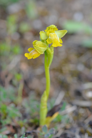 Ophrys corsica