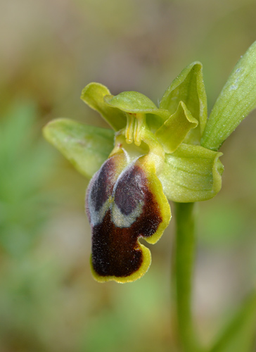 Ophrys creberrima