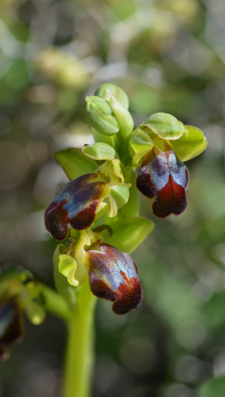 Ophrys cretensis