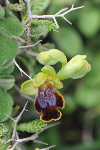 Ophrys creberrima