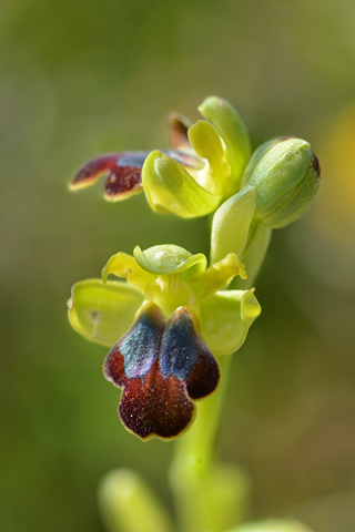 Ophrys creberrima