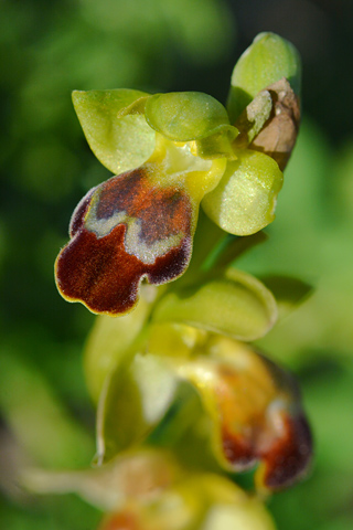 Ophrys creberrima