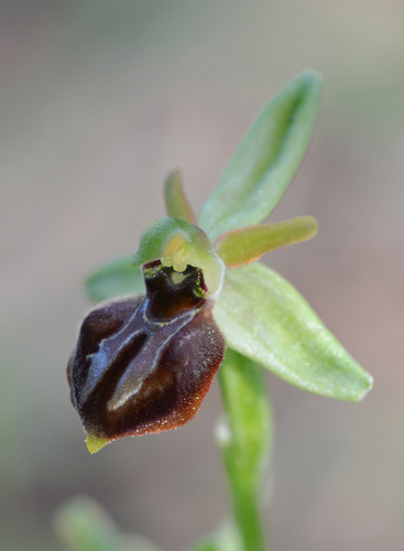 Ophrys cretensis