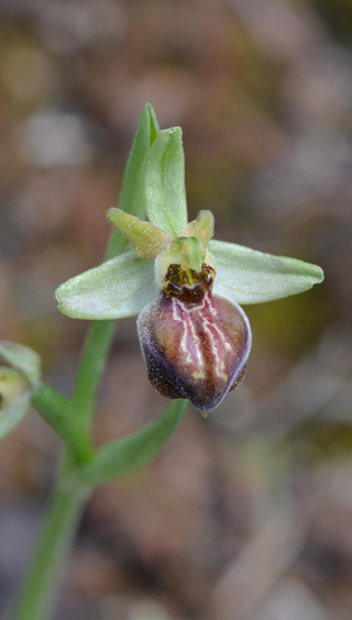 Ophrys cretensis