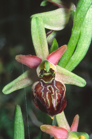 Ophrys cretensis