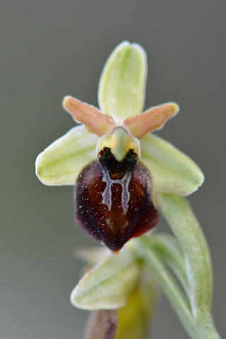 Ophrys cretensis