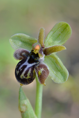 Ophrys  bombyliflora x cretica
