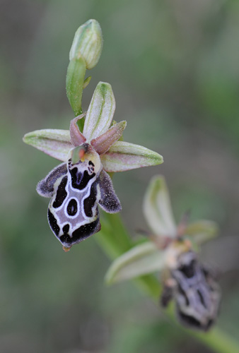 Ophrys cretica