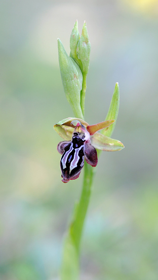 Ophrys cretica subsp. ariadnae