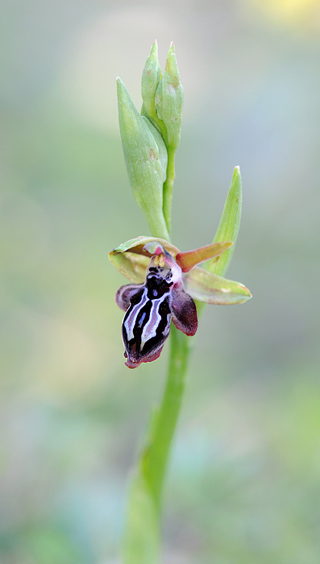 Ophrys cretica subsp. ariadnae Ophrys cretica subsp. ariadnae