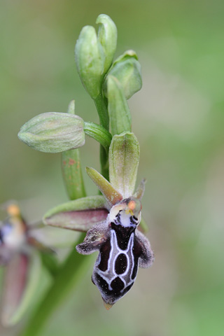 Ophrys cretica subsp. ariadnae