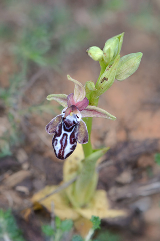 Ophrys cretica subsp. ariadnae