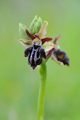 Ophrys cretica subsp. ariadnae