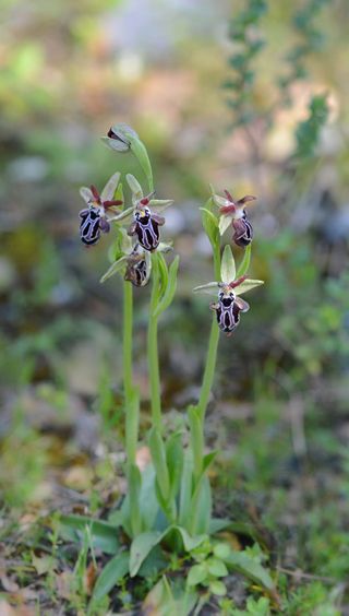 Ophrys cretica subsp. ariadnae