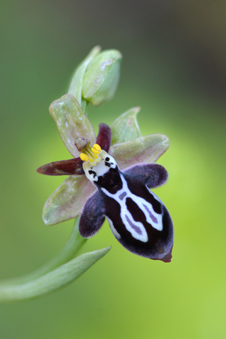 Ophrys cretica subsp. ariadnae